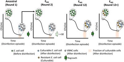 Development of Resistance in Escherichia coli Against Repeated Water Disinfection